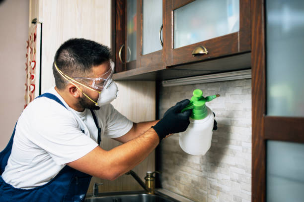 Best Termite Control Services  in North Westport, MA