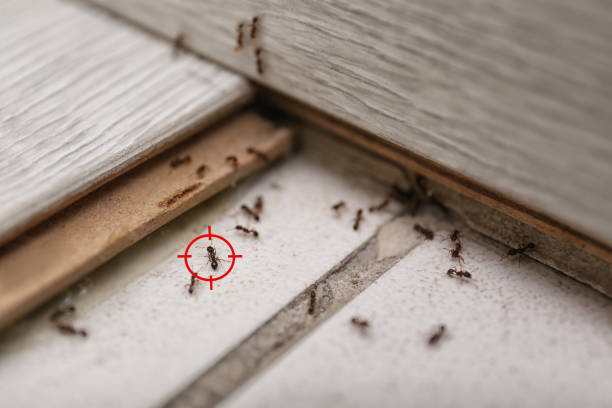 Best Pest Control for Businesses  in North Westport, MA