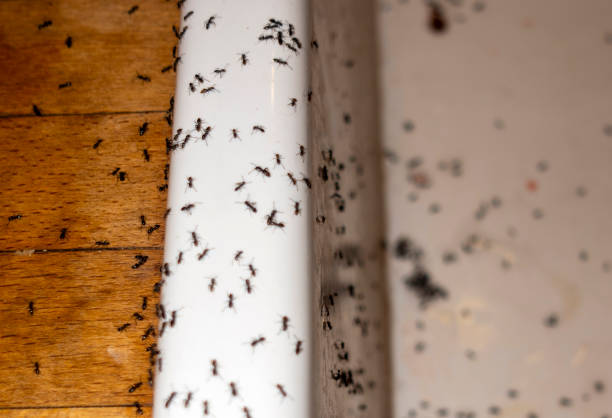 Best Pest Control for Homes  in North Westport, MA